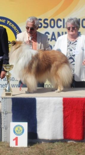Groupe 1 — Colley à Poil Long