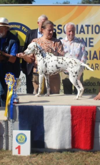 Groupe 6 — Dalmatien