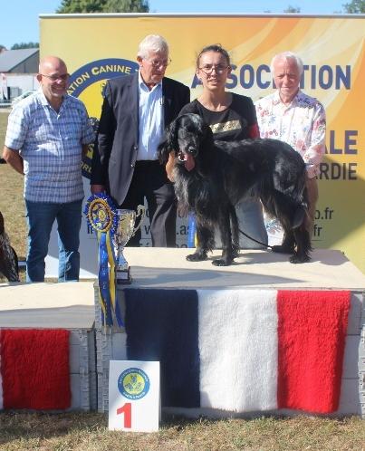 Groupe 7 — Épagneul Bleu de Picardie, meilleur de l&rsquo;exposition