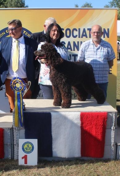 Groupe 8 — Irish Water Spaniel